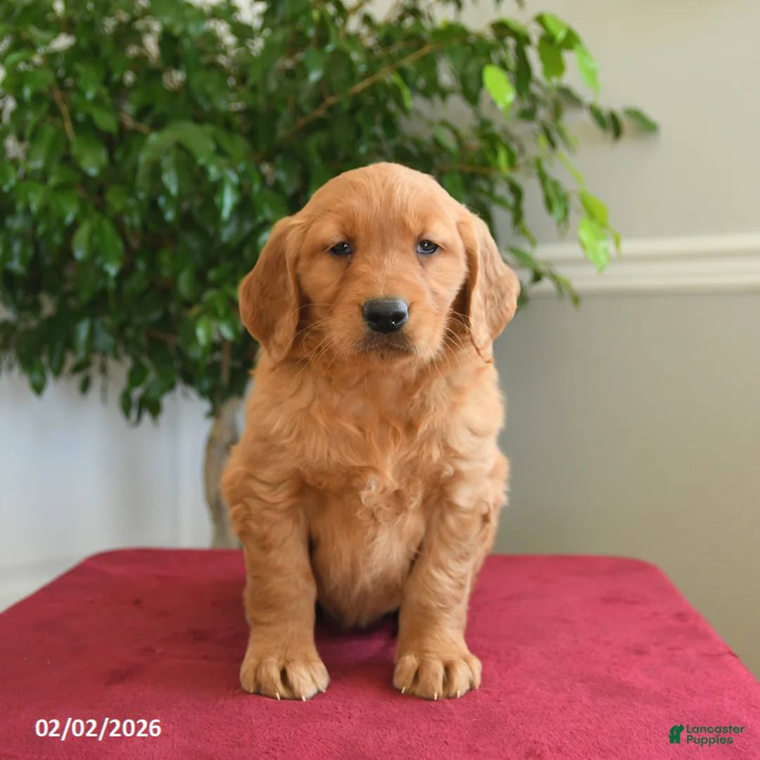 Golden Retriever dogs for sale: Taffy - Ad 4