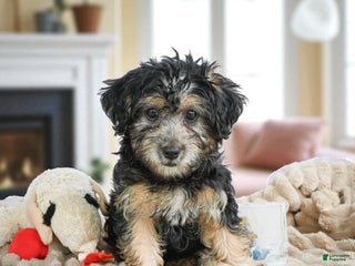 Yorkshire Terrier dogs - Ad 38