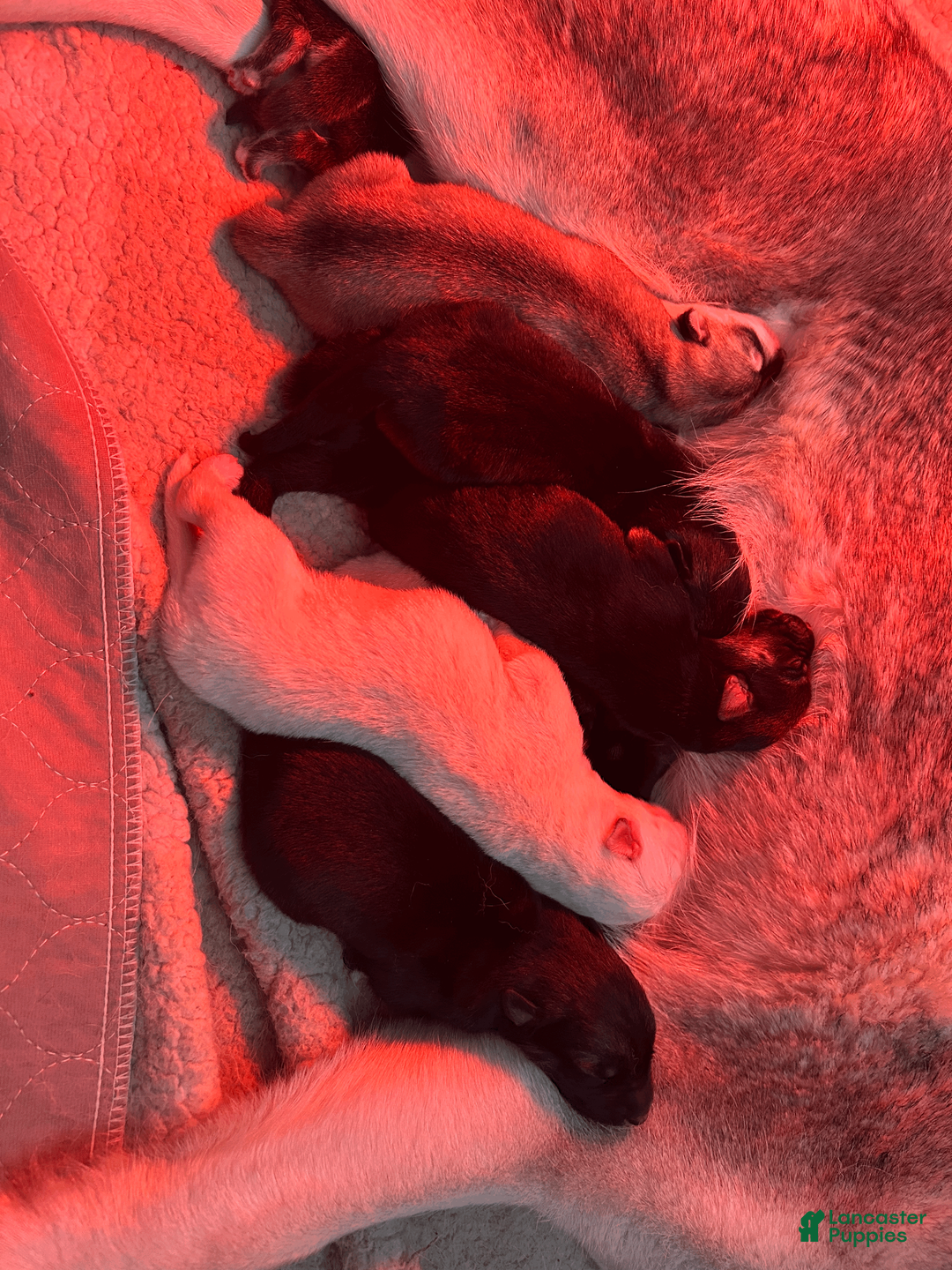 Gerberian Shepsky dogs for sale: Gerberian Shepsky Puppy 8 - Ad 1