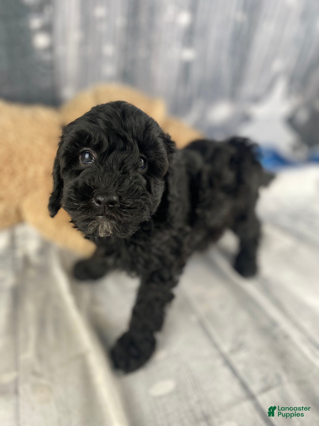 Cavapoo dogs for sale: Rusty - Ad 7