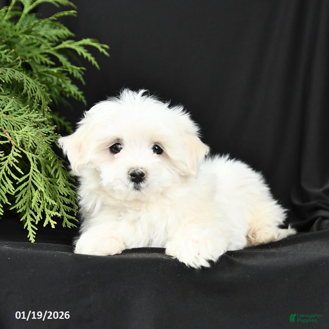 Morkie dogs for sale: Buddy - Ad 2