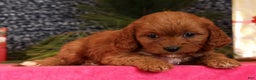 Cavapoo dogs for sale: Liberty - Ad 3