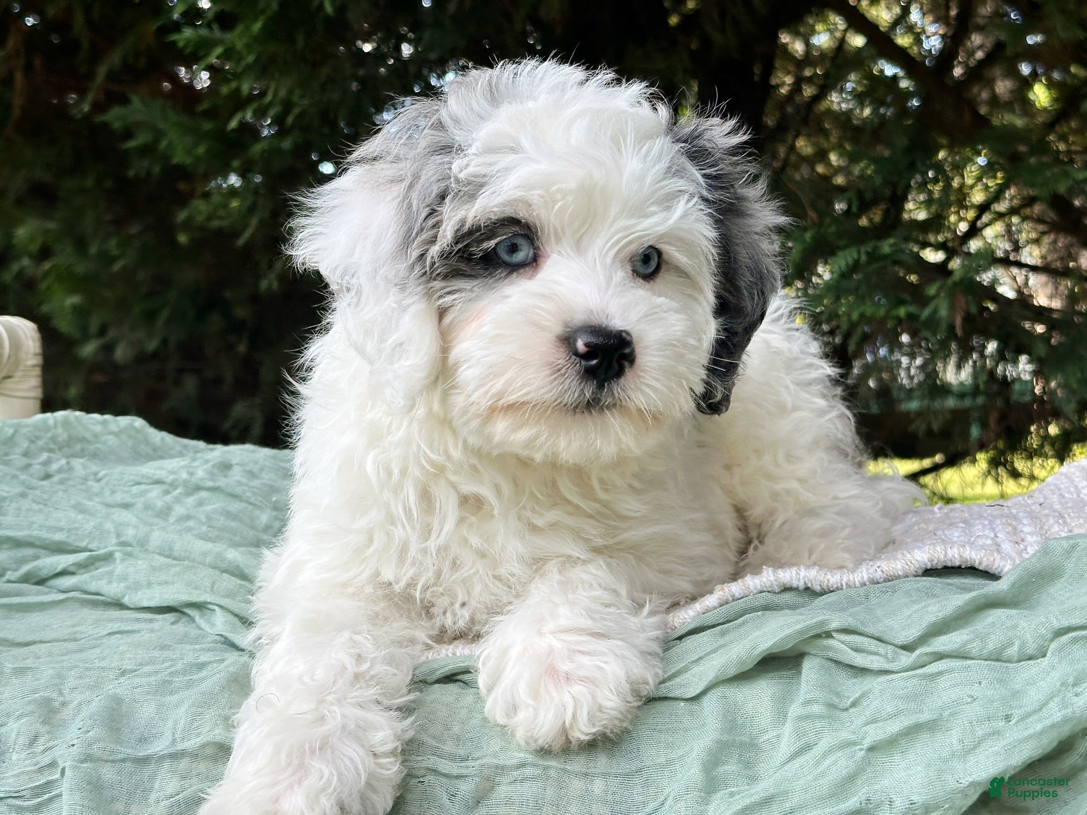 Mini Bernedoodle dogs 🏝️ 🐬 MAUI 🐬 🏝️  - Ad 1