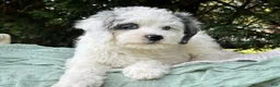 Mini Bernedoodle dogs for sale: 🏝️ 🐬 MAUI 🐬 🏝️  - Ad 1