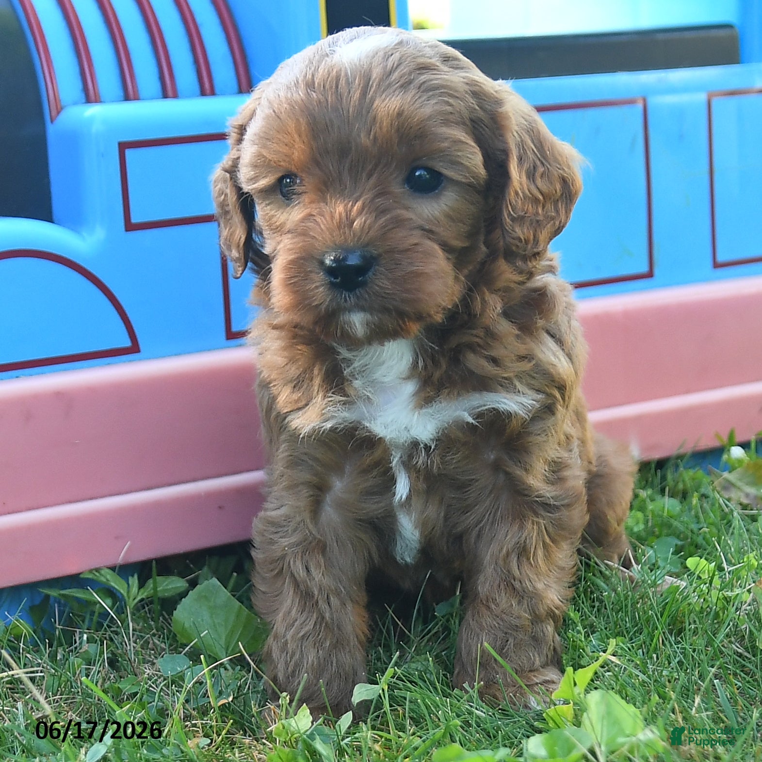 Cavapoo dogs Twilight - Ad 2