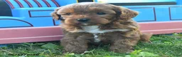 Cavapoo dogs for sale: Twilight - Ad 2