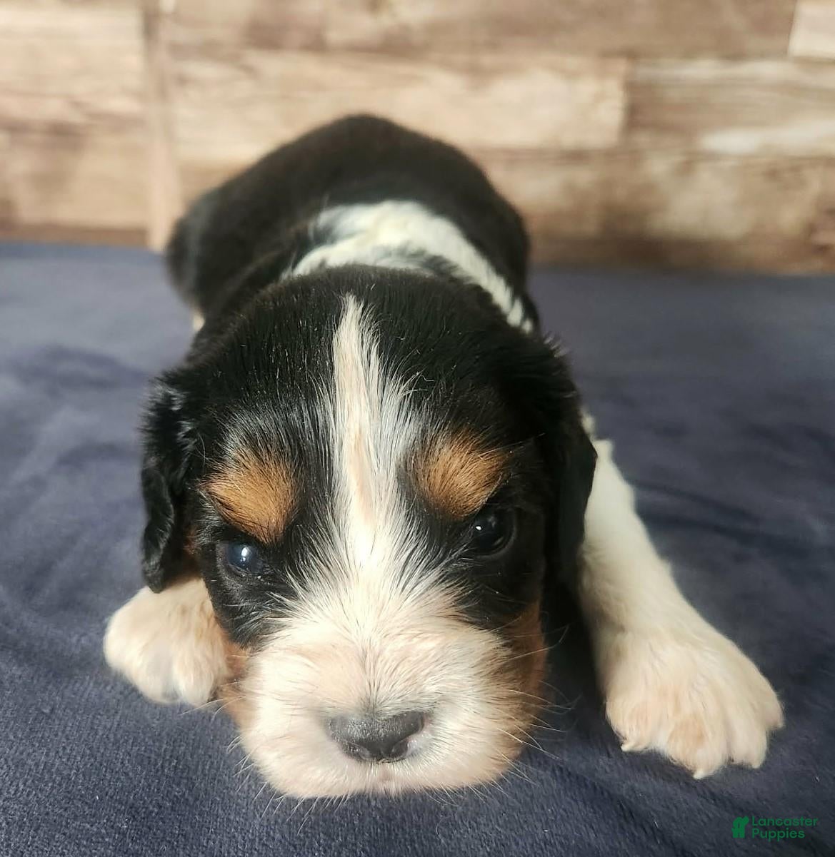 Cavalier King Charles Spaniel dogs #1 Male (Lori's) - Ad 12