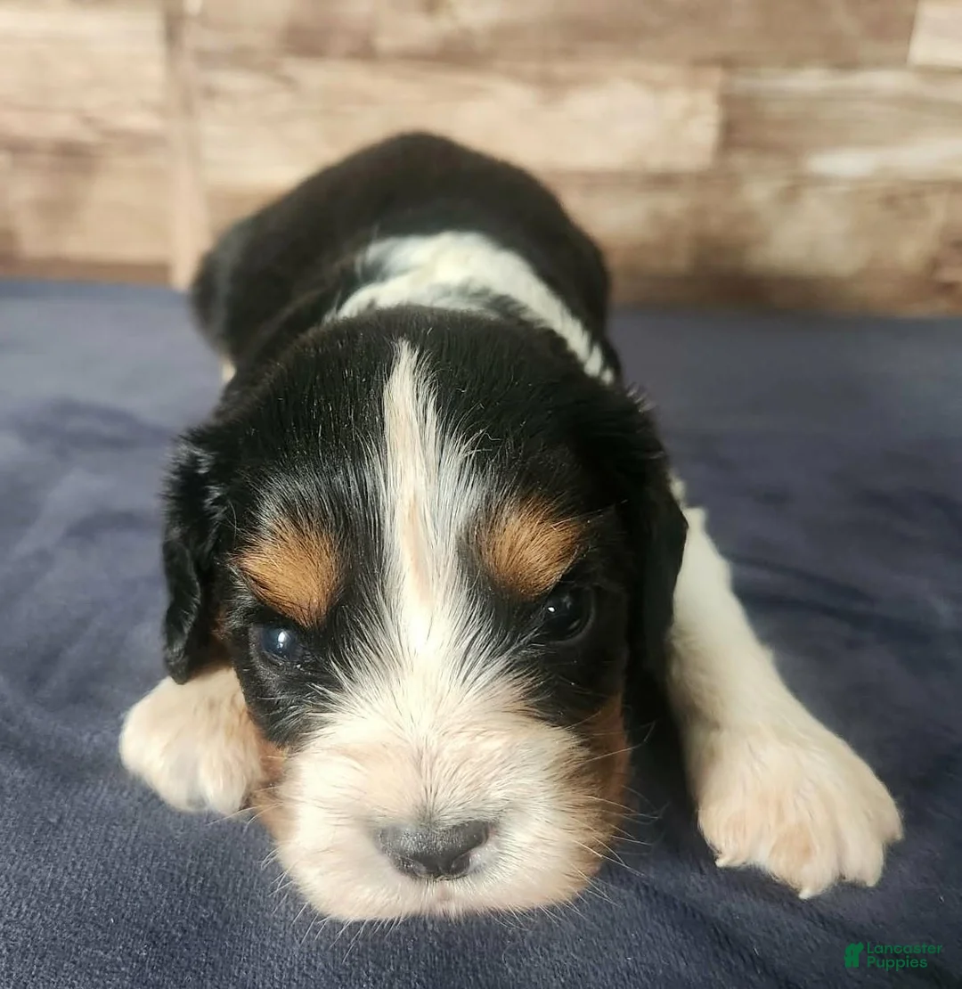 Cavalier King Charles Spaniel dogs for sale: #1 Male (Lori's) - Ad 1