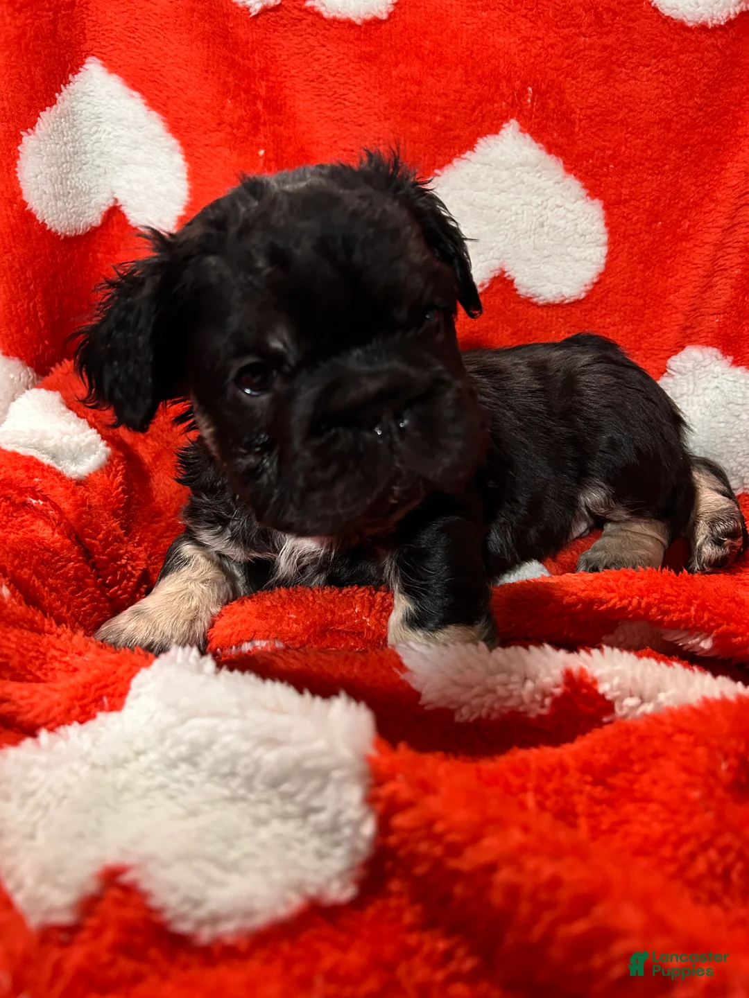 French Bulldog dogs for sale: Milo - Ad 4