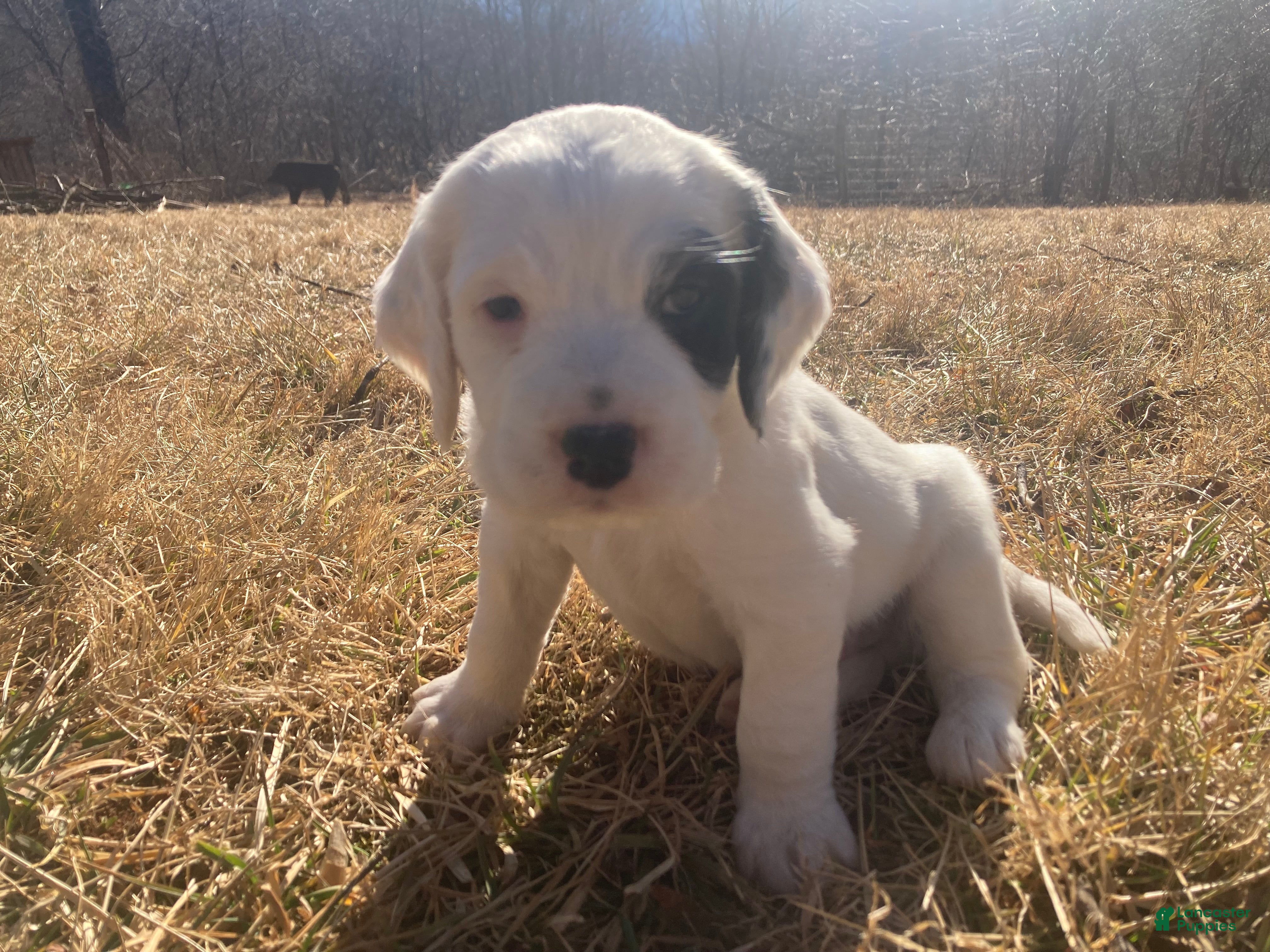 English Setter dogs Rooster  - Ad 2
