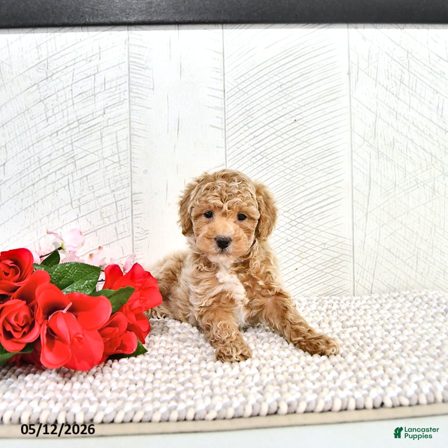 Miniature Poodle dogs Robert - Ad 1