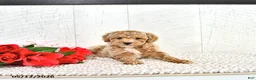 Miniature Poodle dogs for sale: Robert - Ad 14