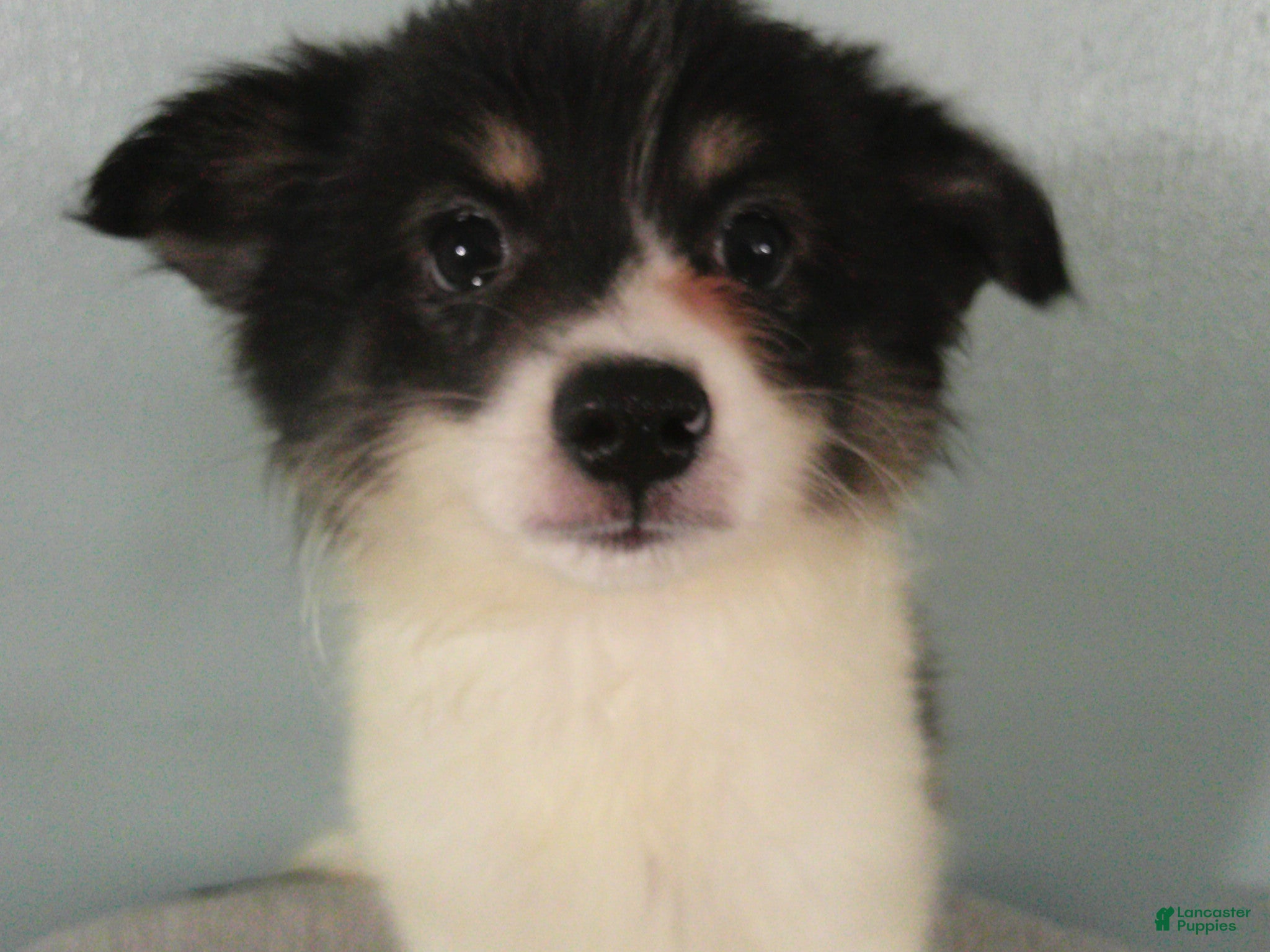 Pomeranian dogs Jasper - Ad 2