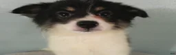 Pomeranian dogs for sale: Jasper - Ad 2