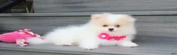 Pomeranian dogs for sale: Roxy - Ad 3