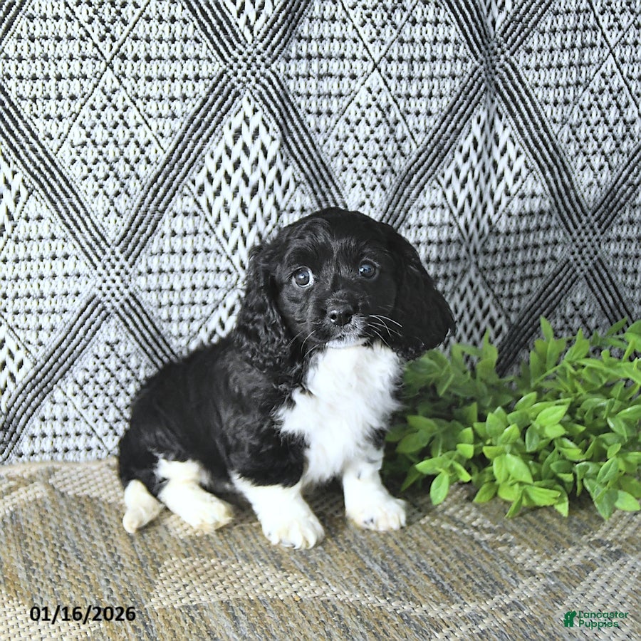 Cavapoo dogs Zarah - Ad 31