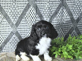 Cavapoo dogs Zarah - Ad 39
