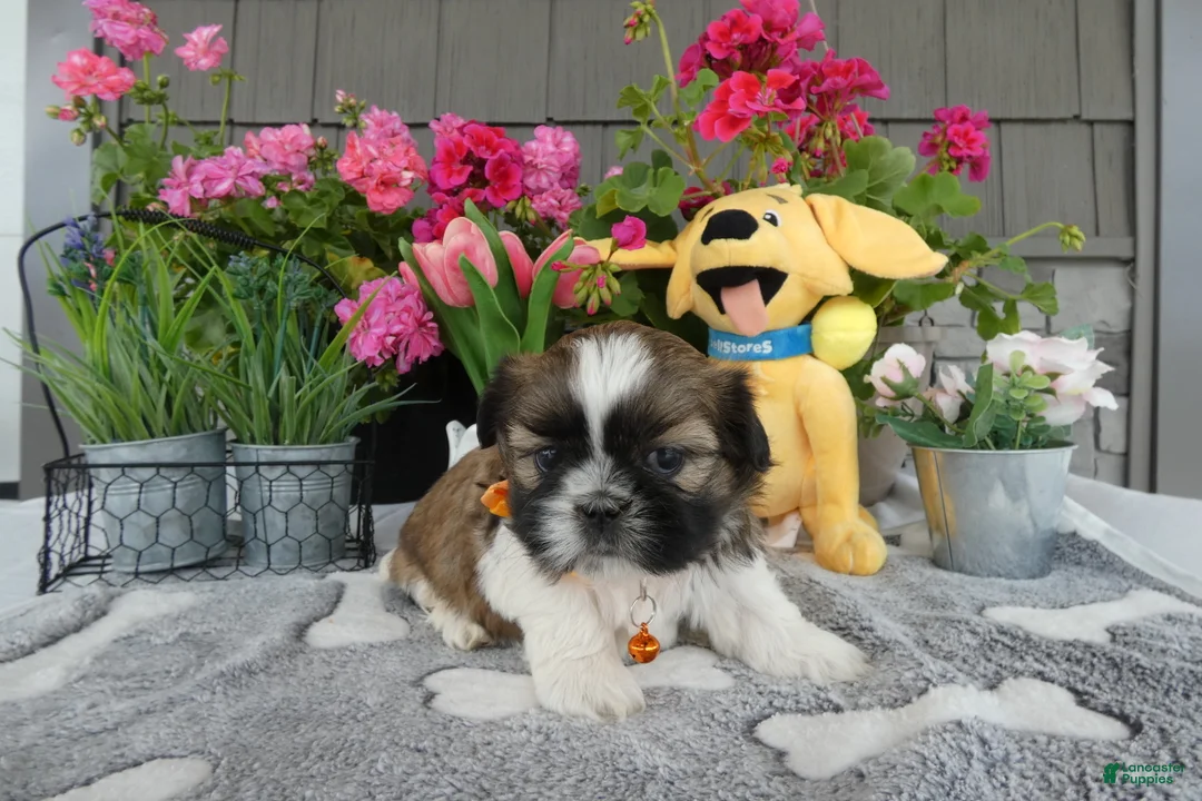 Shih Tzu dogs for sale: Shih Tzu 1 Tidas - Ad 1