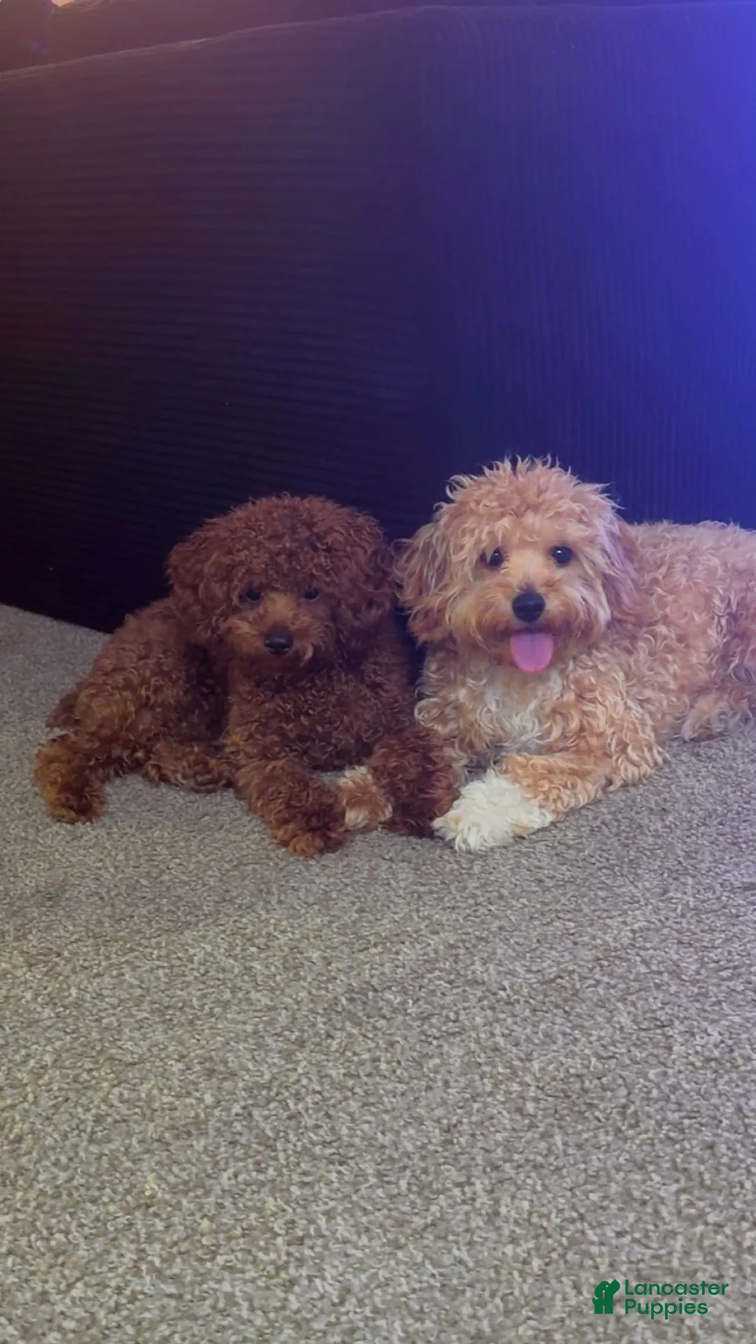 Miniature Poodle dogs for sale: Miniature Poodle - Ad 2
