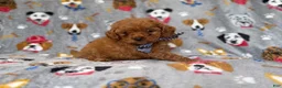 Cavapoo dogs for sale: Lynx - Ad 3