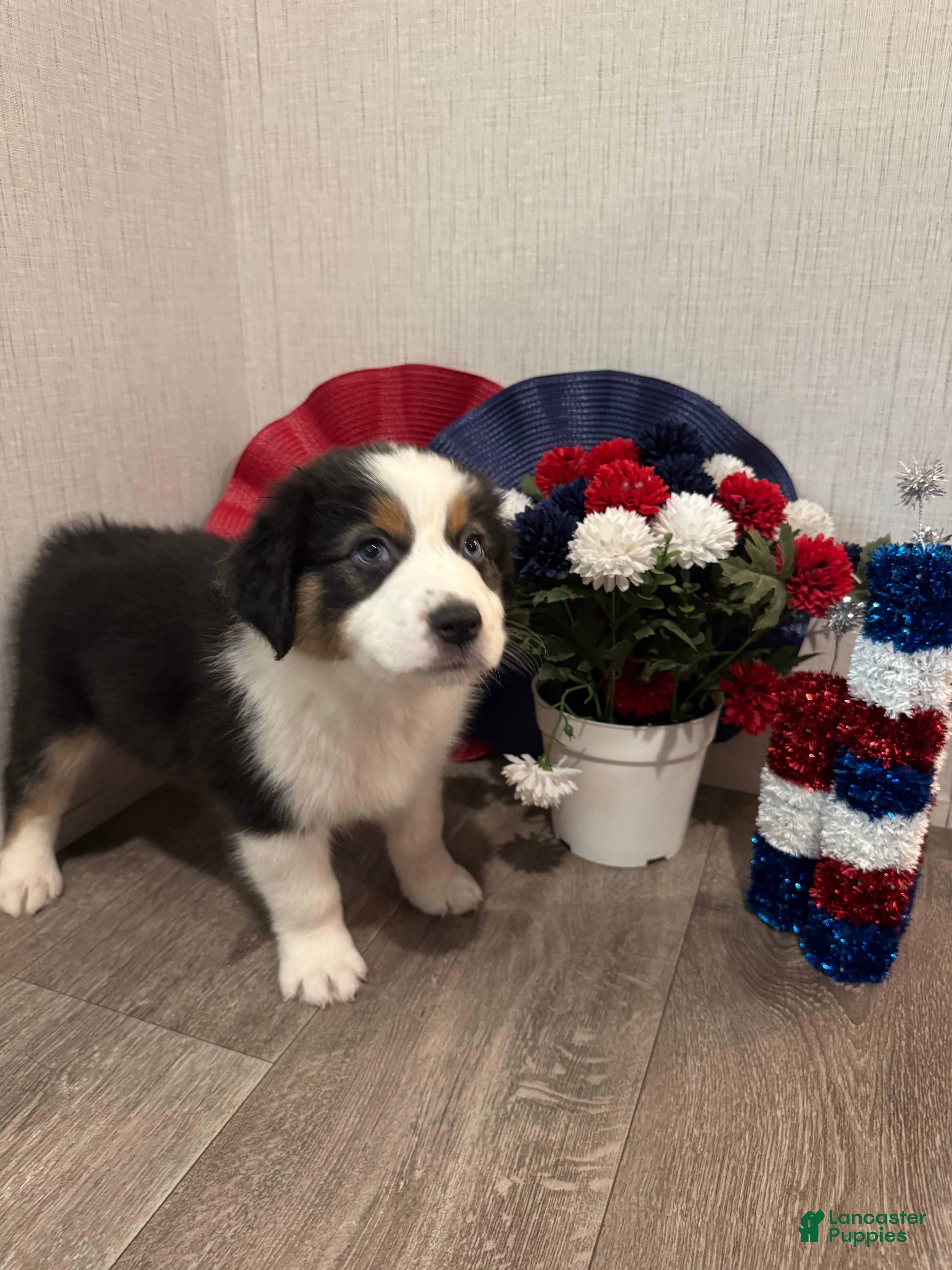 Australian Shepherd dogs Riley - Ad 1