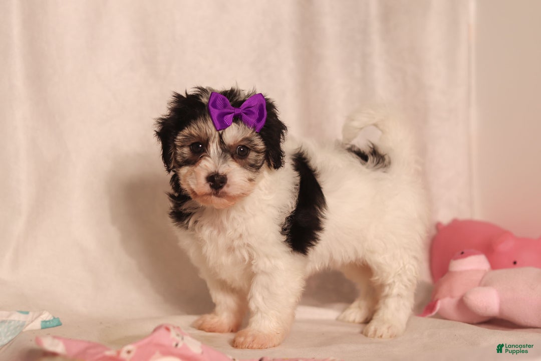 Havapoo dogs for sale: Claire - Ad 2