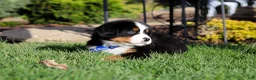 Bernese Mountain Dog dogs for sale: Charlie - Ad 7