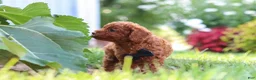 Miniature Poodle dogs for sale: Blake - Ad 6