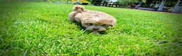 Havapoo dogs for sale: Eartha - Ad 15