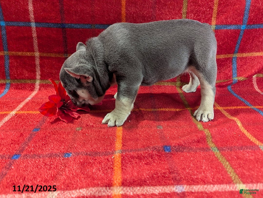 French Bulldog dogs for sale: Alex - Ad 4