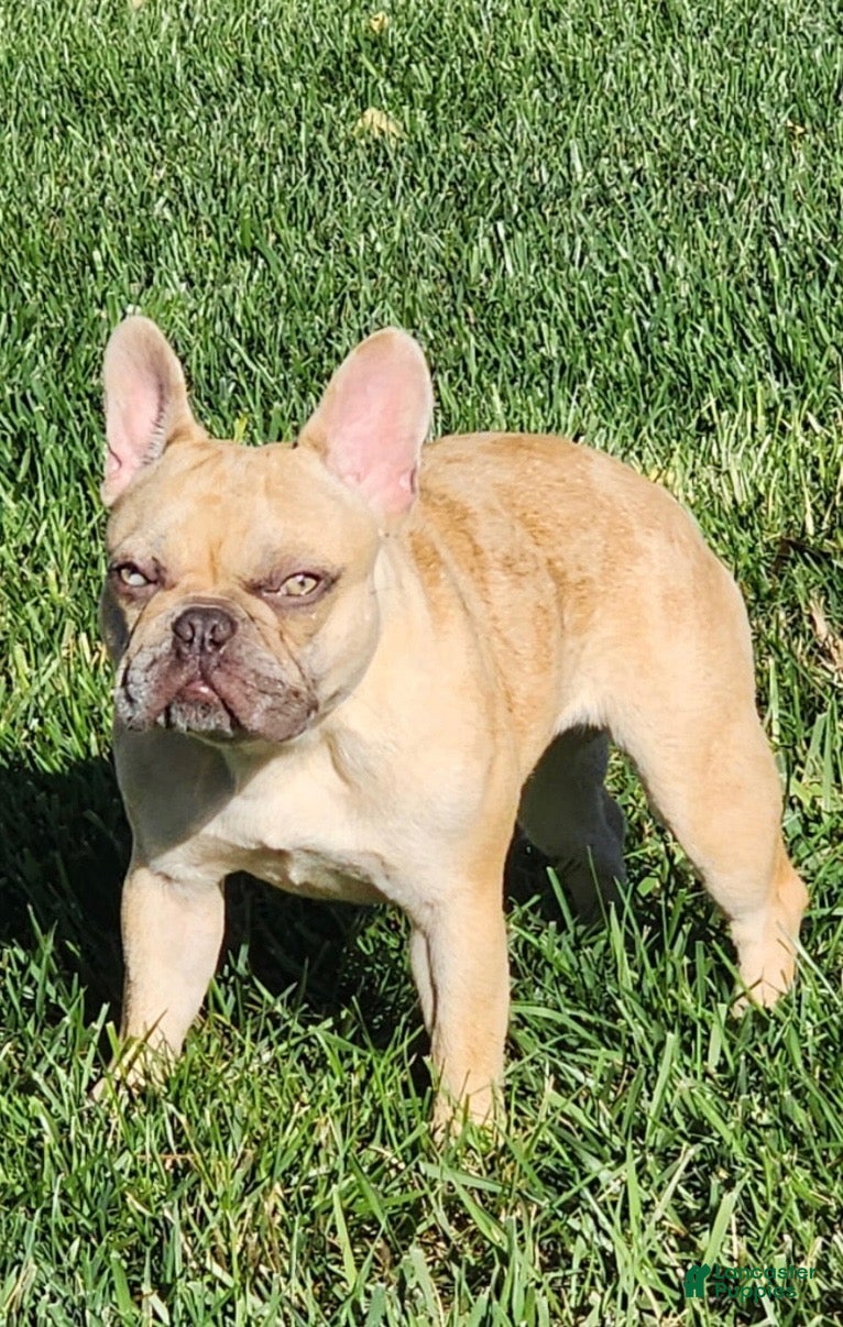 French Bulldog dogs Swiss Miss - Ad 2