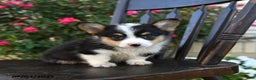 Welsh Corgi Pembroke dogs for sale: Cocopuff - Ad 1