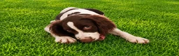 English Springer Spaniel dogs for sale: Rocky - Ad 4