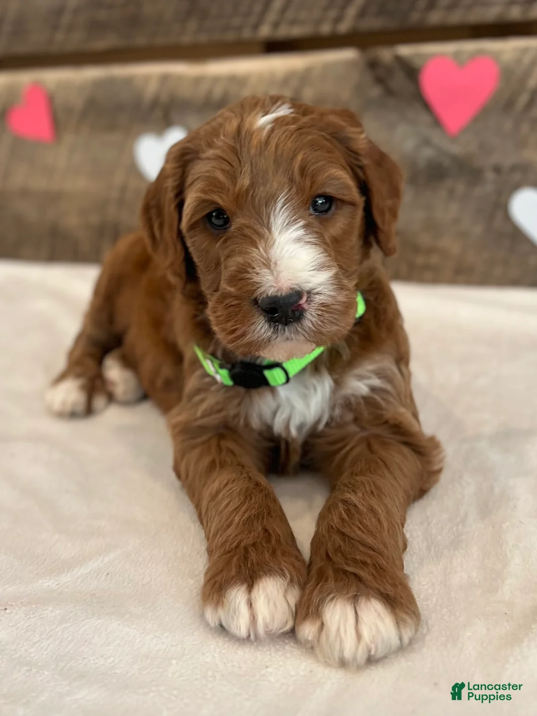 Irish Doodle dogs for sale: Theodore - Ad 1