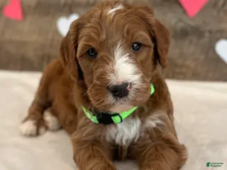 Irish Doodle dogs Theodore - Ad 42