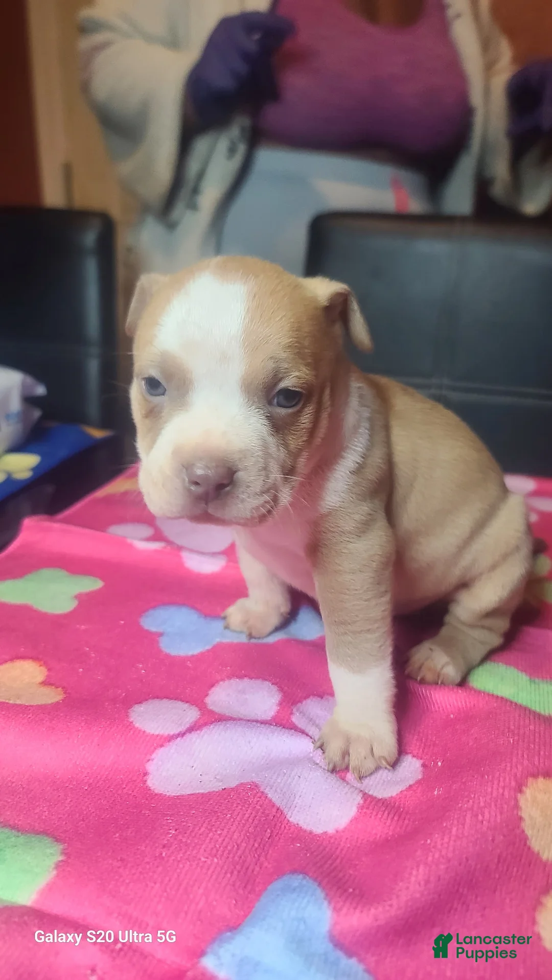 American Bully dogs for sale: American Bully 2 - Ad 1