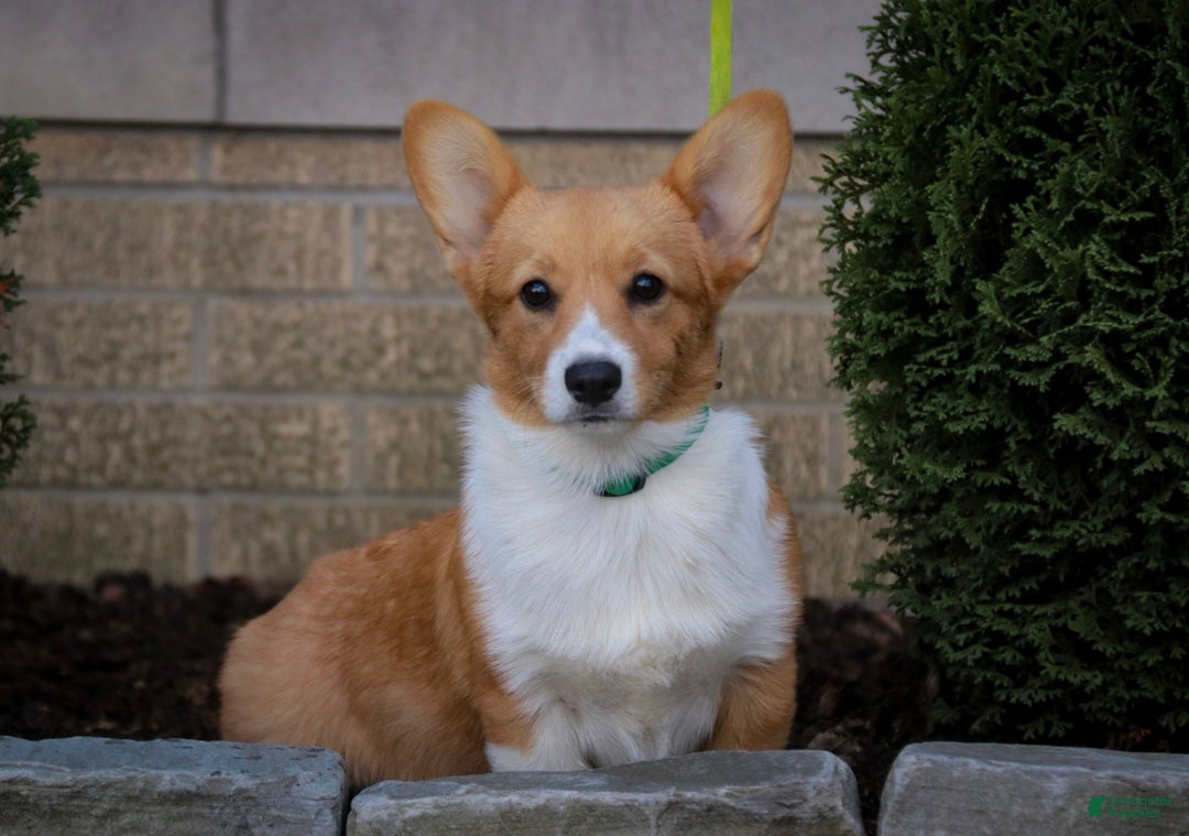 Welsh Corgi Pembroke dogs Josie Welsh Corgi Pembroke  - Ad 1