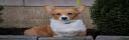 Welsh Corgi Pembroke dogs for sale: Josie Welsh Corgi Pembroke  - Ad 1