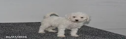 Mini Sheepadoodle dogs for sale: Chloe - Ad 4