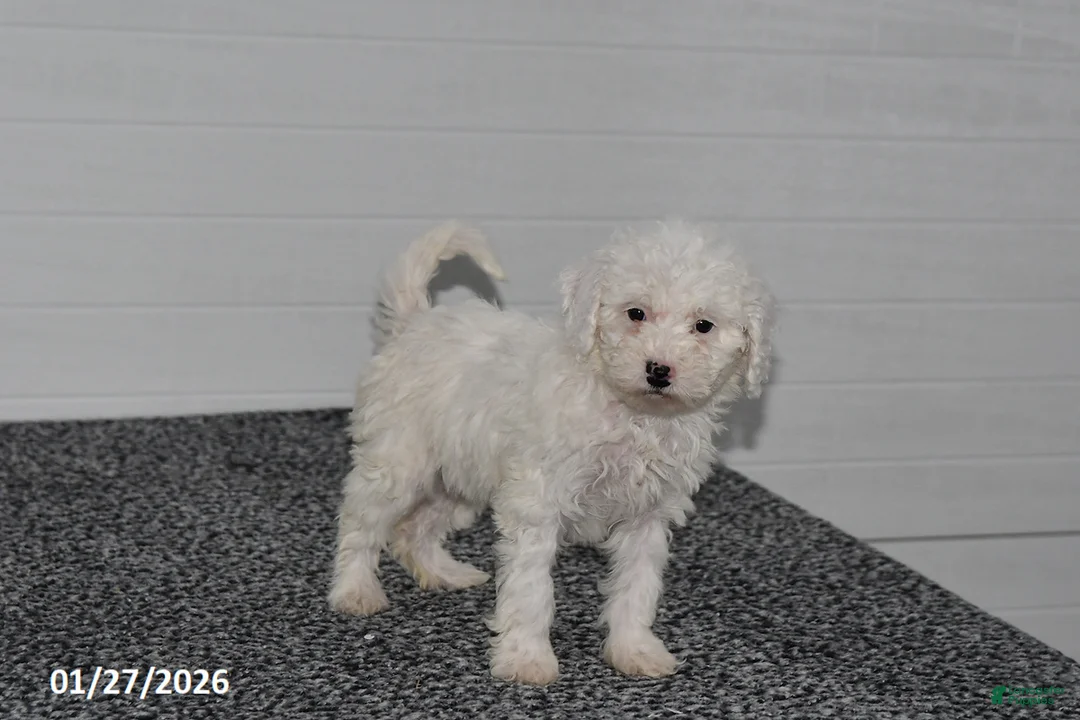 Mini Sheepadoodle dogs for sale: Chloe - Ad 4