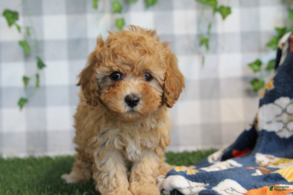 Cavapoo dogs for sale: Ivy - Ad 2
