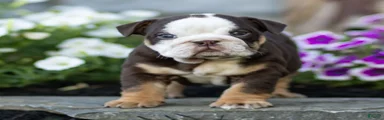 Otis English Bulldog 