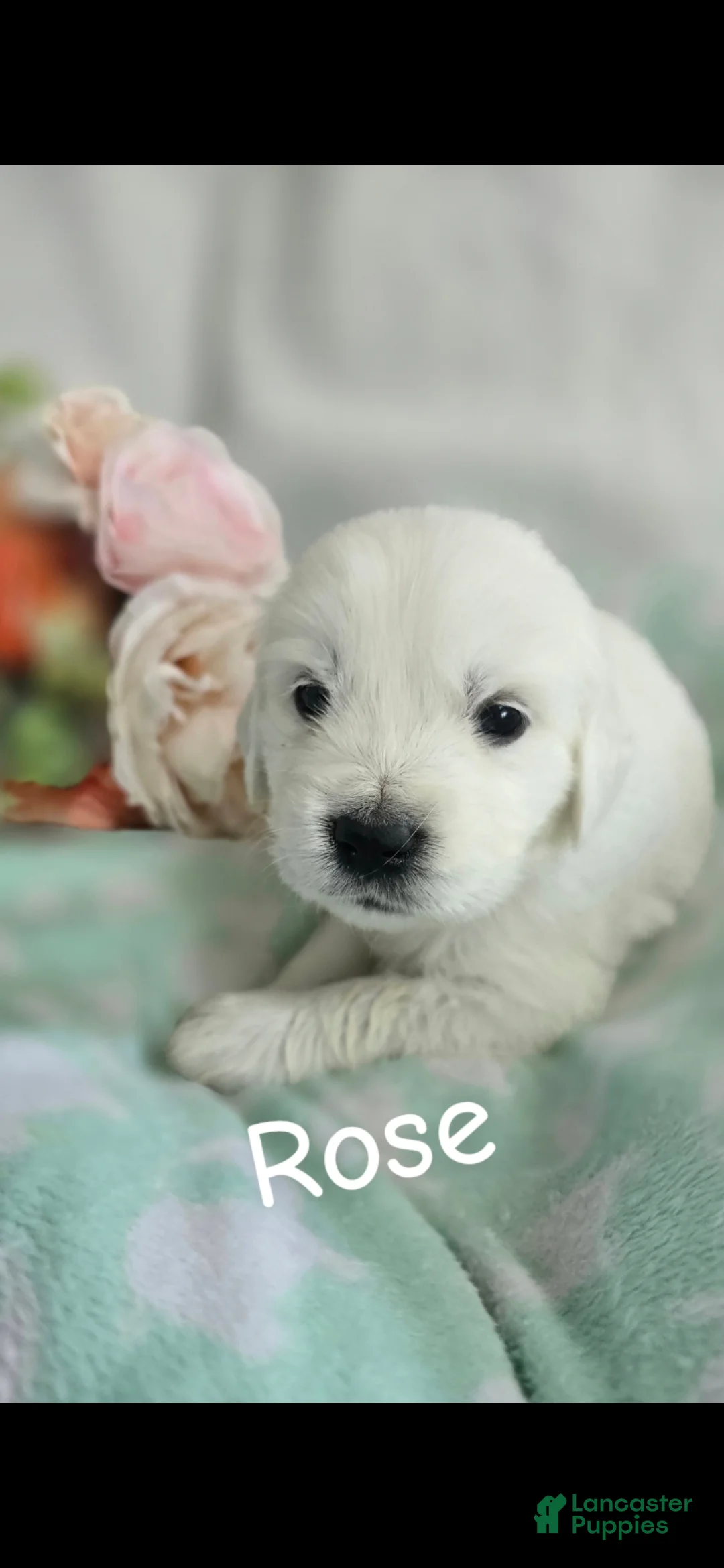 Golden Retriever dogs for sale: Golden Retriever 4 - Ad 2