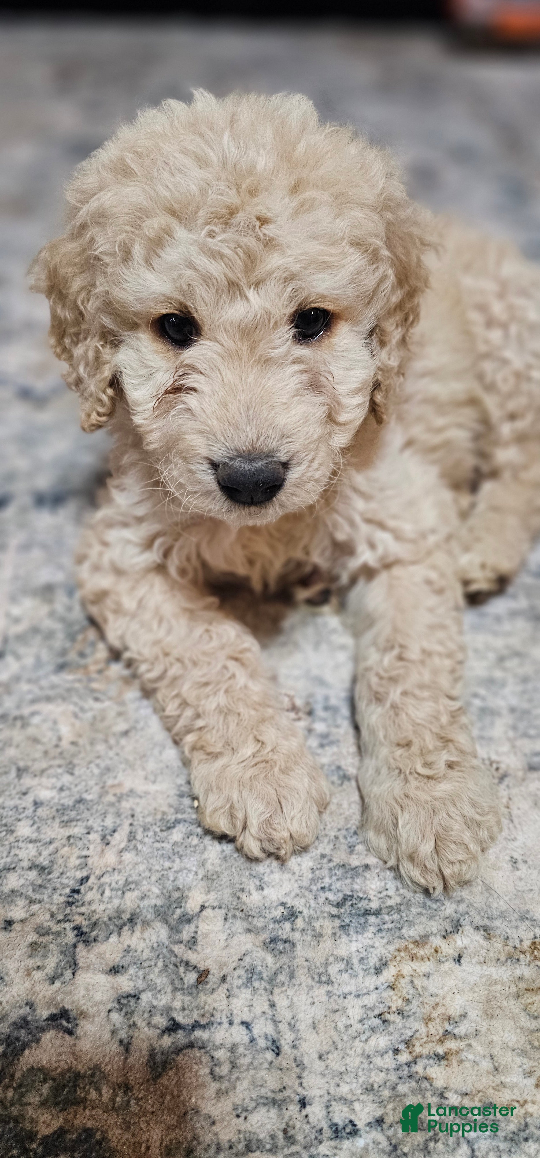 Goldendoodle dogs Goldendoodle Puppy 1 - Ad 1