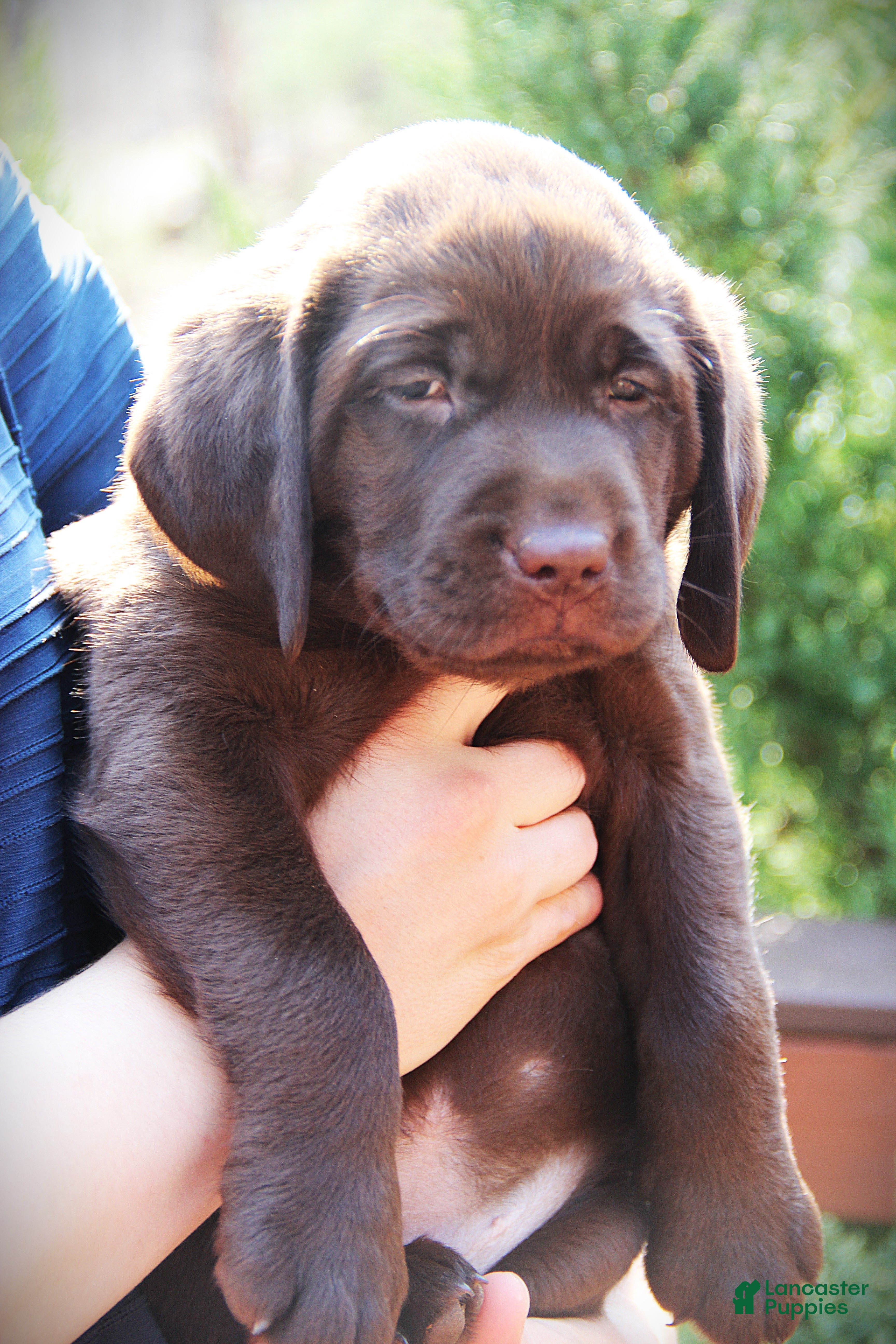 Labrador Retriever dogs Dixie - Ad 1