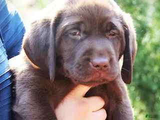 Labrador Retriever dogs for sale: Dixie - Ad 3