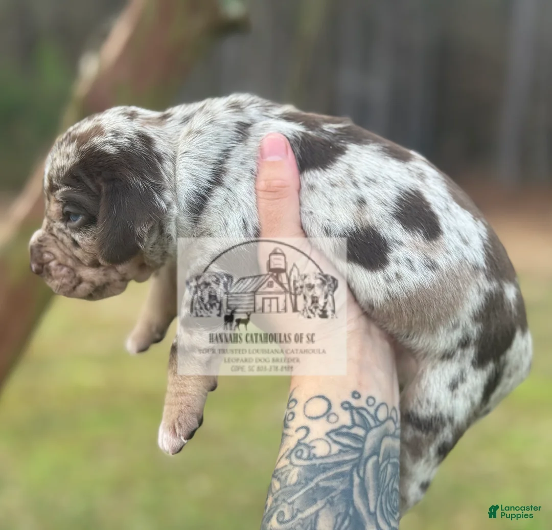 Catahoula Leopard Dog dogs for sale: Boy 1 - Ad 10