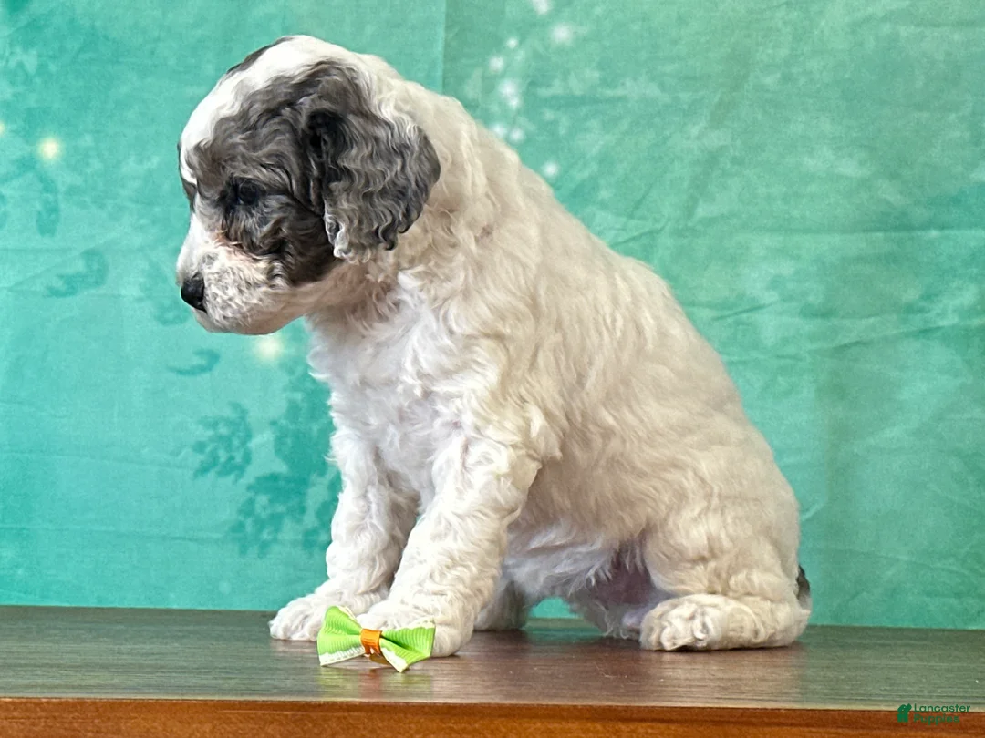 Miniature Poodle dogs for sale: Daisy - Ad 1