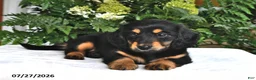 Miniature Dachshund dogs for sale: Trixie - Ad 3