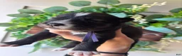 Siberian Husky dogs for sale: Purple collar female - Ad 3